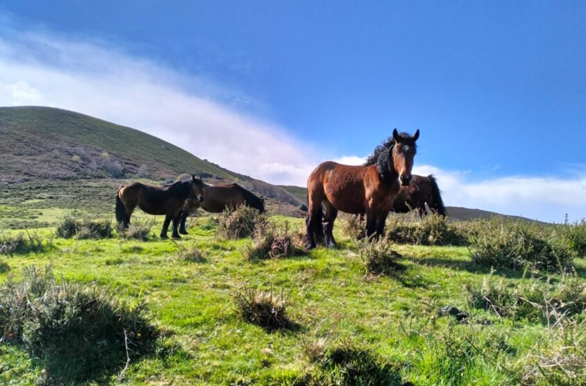 ESPOLÓN OESTE A PEÑA UBIÑA {{brizy_dc_image_alt entityId=